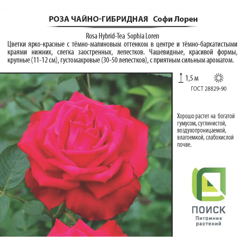 Фото 3 Роза чайно-гибридная «Софи Лорен», 3.5 л Фото 3 Роза чайно-гибридная «Софи Лорен», 3.5 л