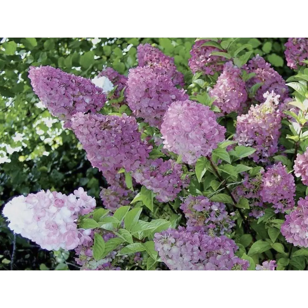 Фото Гортензия метельчатая «Сандей Фрайз» 15x20 см Фото Гортензия метельчатая «Сандей Фрайз» 15x20 см