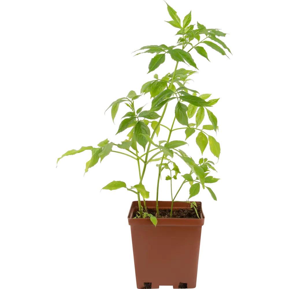 Фото 2 Бузина чёрная Ауреа 15x40 см Фото 2 Бузина чёрная Ауреа 15x40 см