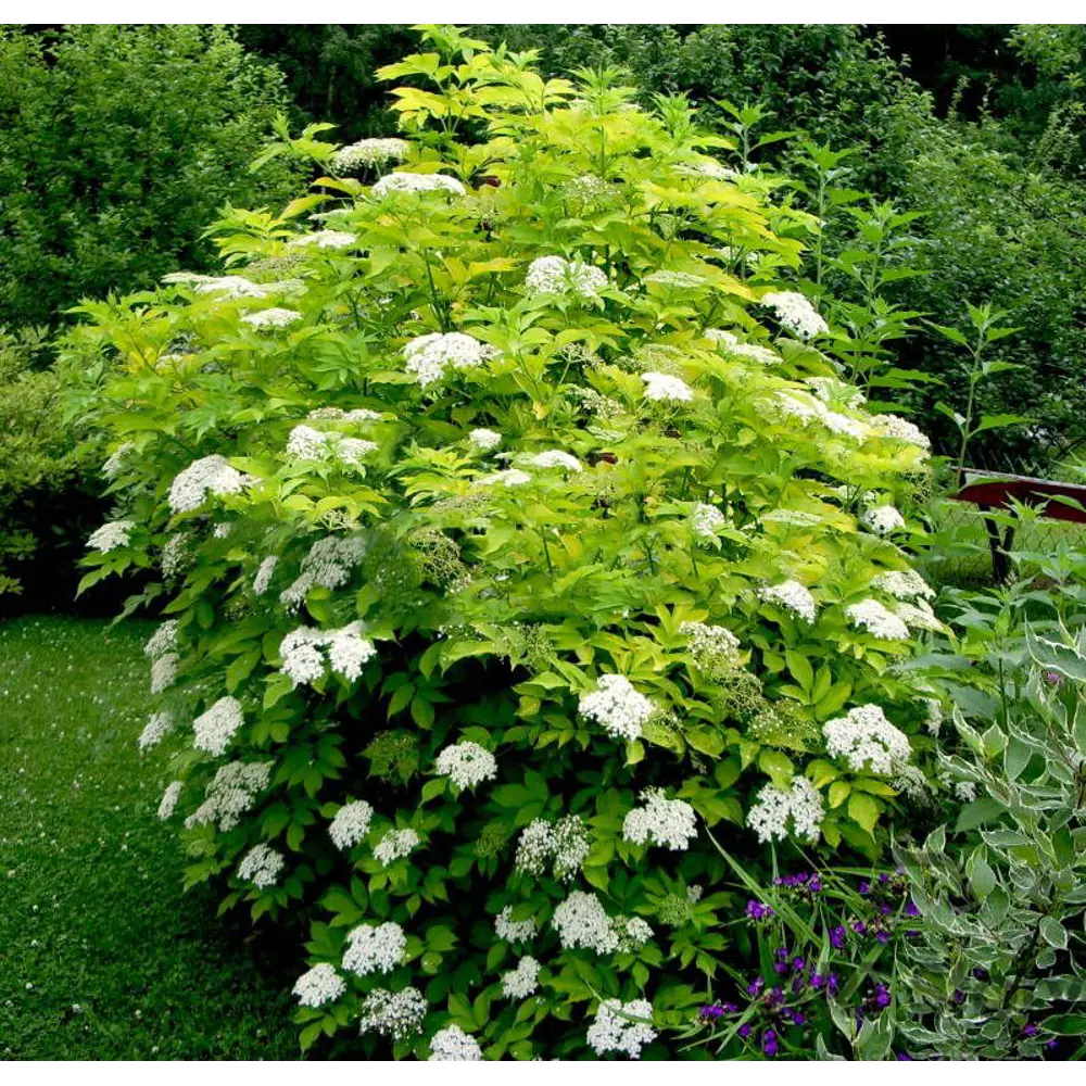 Фото Бузина чёрная Ауреа 15x40 см Фото Бузина чёрная Ауреа 15x40 см