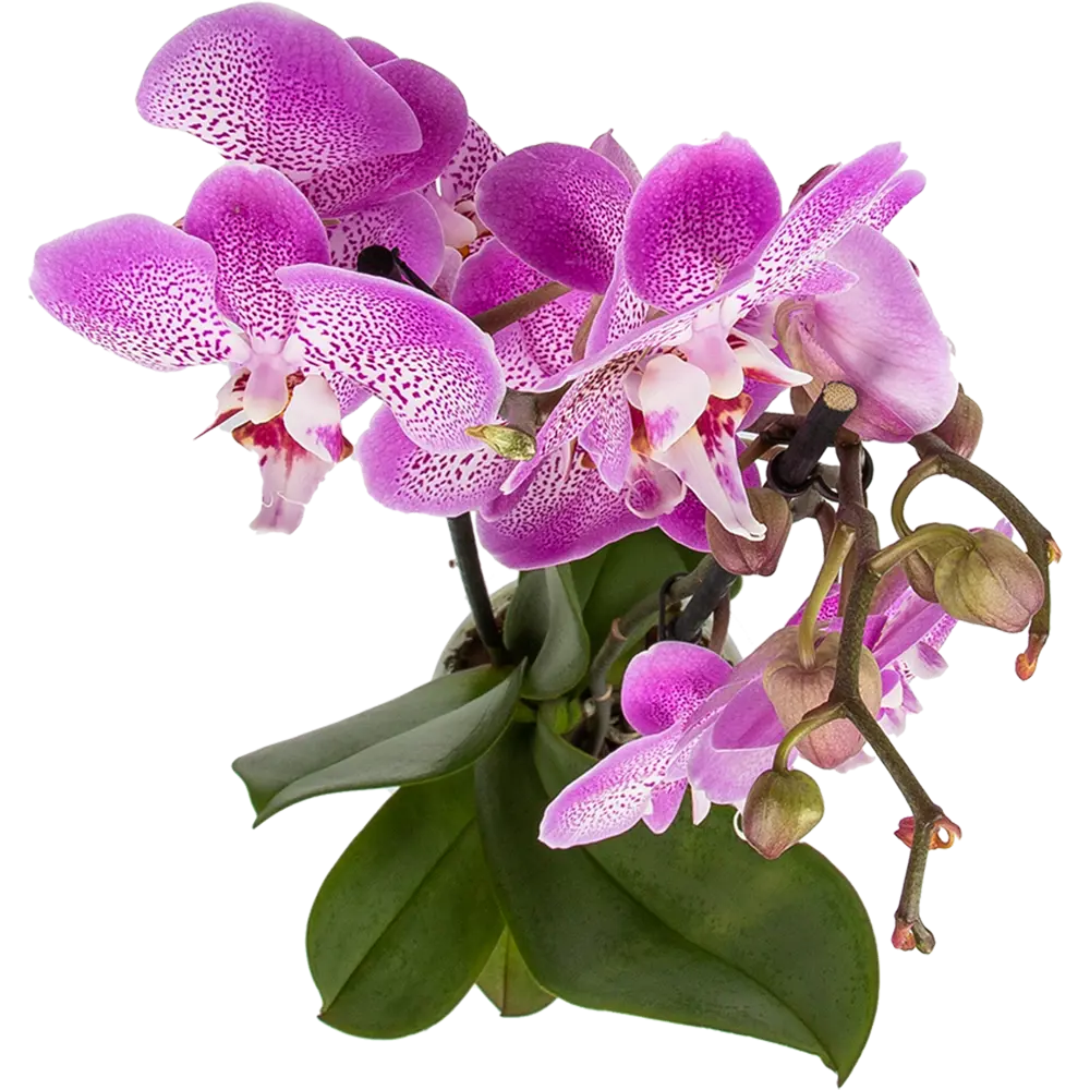 Фото 2 Орхидея Фаленопсис Джиллиан ø12 h65 см Фото 2 Орхидея Фаленопсис Джиллиан ø12 h65 см