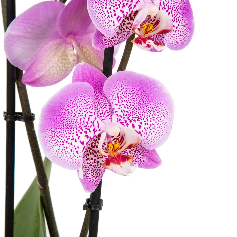 Фото 5 Орхидея Фаленопсис Джиллиан ø12 h65 см Фото 5 Орхидея Фаленопсис Джиллиан ø12 h65 см