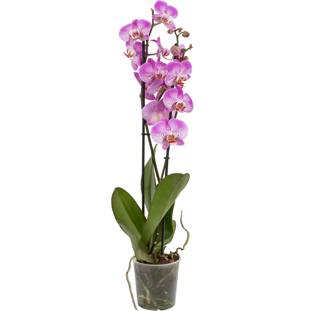 Фото Орхидея Фаленопсис Джиллиан ø12 h65 см Фото Орхидея Фаленопсис Джиллиан ø12 h65 см