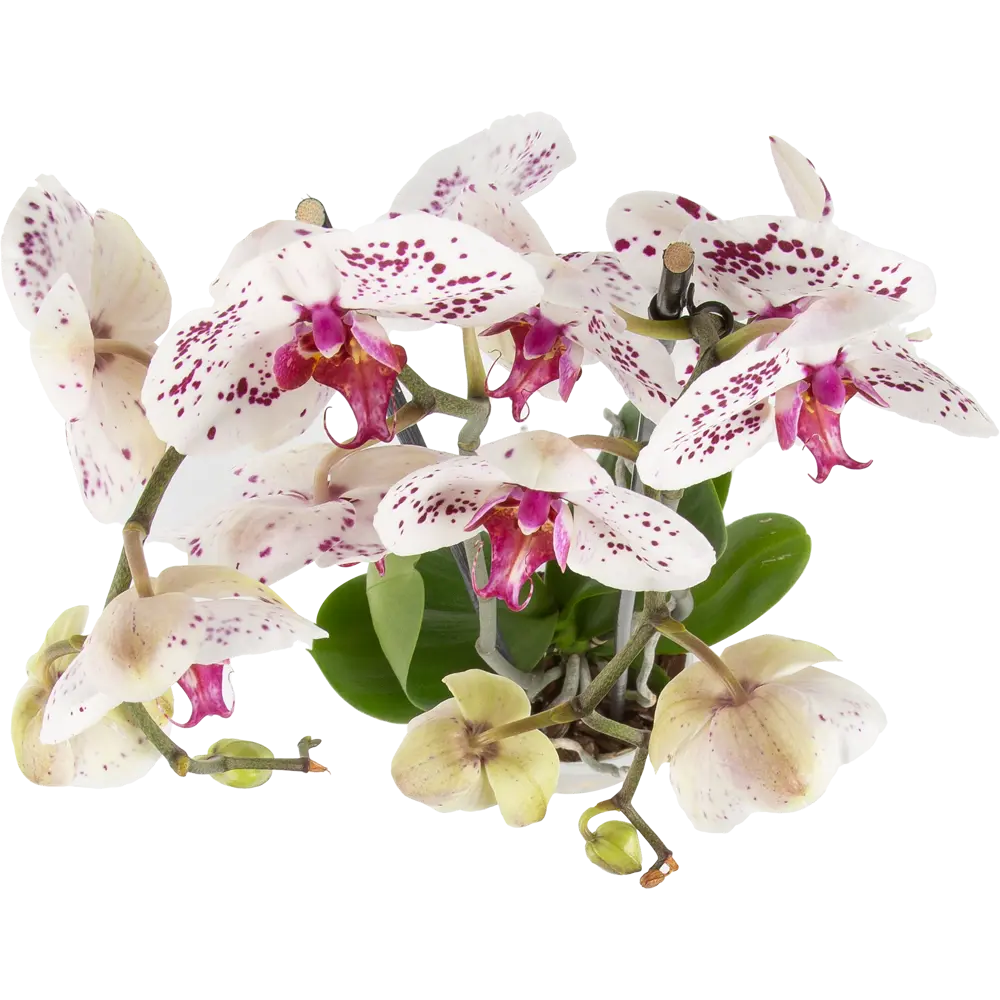 Фото 2 Орхидея Фаленопсис Калипсо ø12 h65 см Фото 2 Орхидея Фаленопсис Калипсо ø12 h65 см