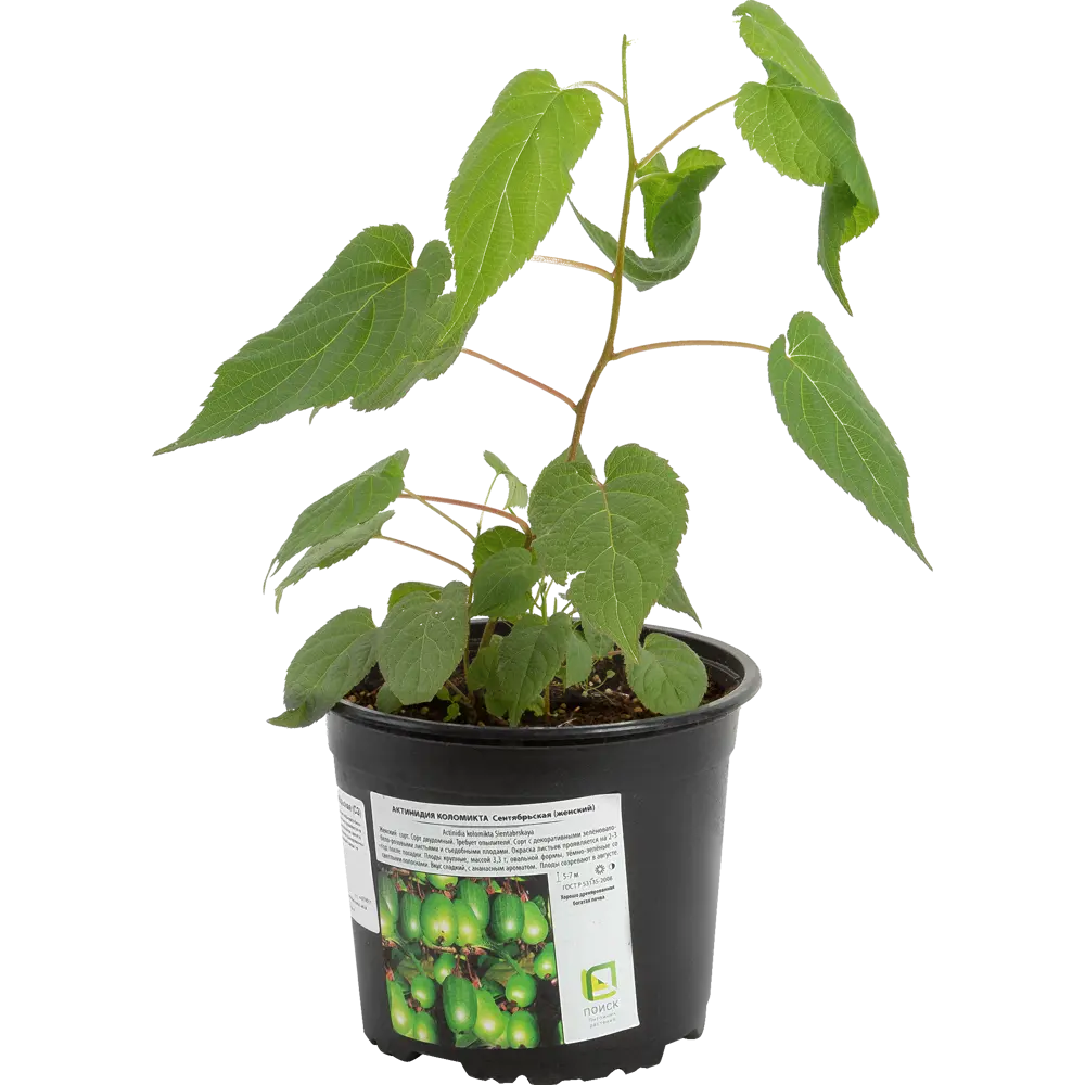 Фото Актинидия коломикта «Сентябрьская» 2 л h20 см