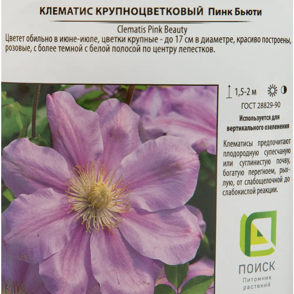 Фото 3 Клематис микс ø15 h50-60 см Поиск Инвест Фото 3 Клематис микс ø15 h50-60 см Поиск Инвест