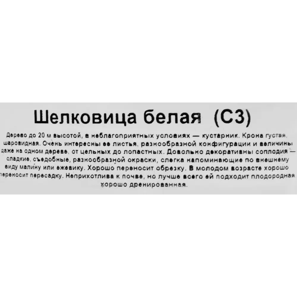 Фото 3 Шелковица в сортах (V2-3л) Фото 3 Шелковица в сортах (V2-3л)