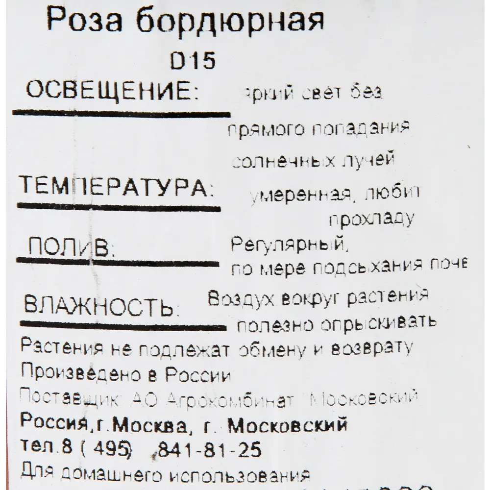 Фото 3 Роза бордюрная ø15 h25 см Агрокомбинат Московский Фото 3 Роза бордюрная ø15 h25 см Агрокомбинат Московский