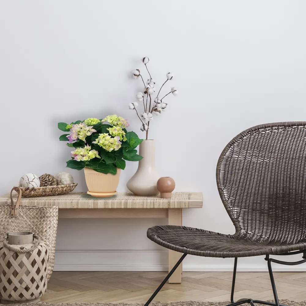 Фото 2 Гидрангея Голубой и розовый ø14 h35 см Фото 2 Гидрангея Голубой и розовый ø14 h35 см