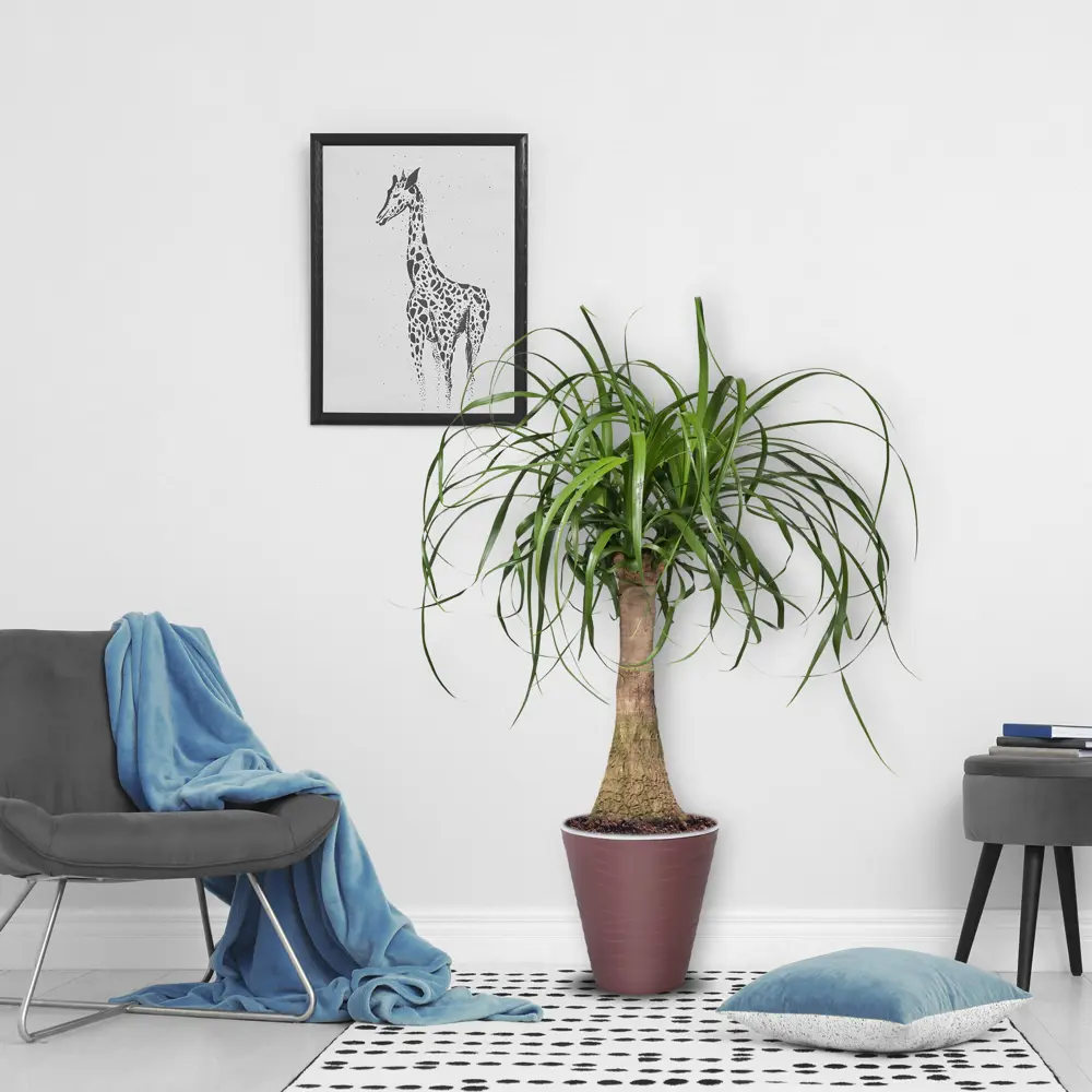 Фото 2 Нолина 32x110 см Фото 2 Нолина 32x110 см