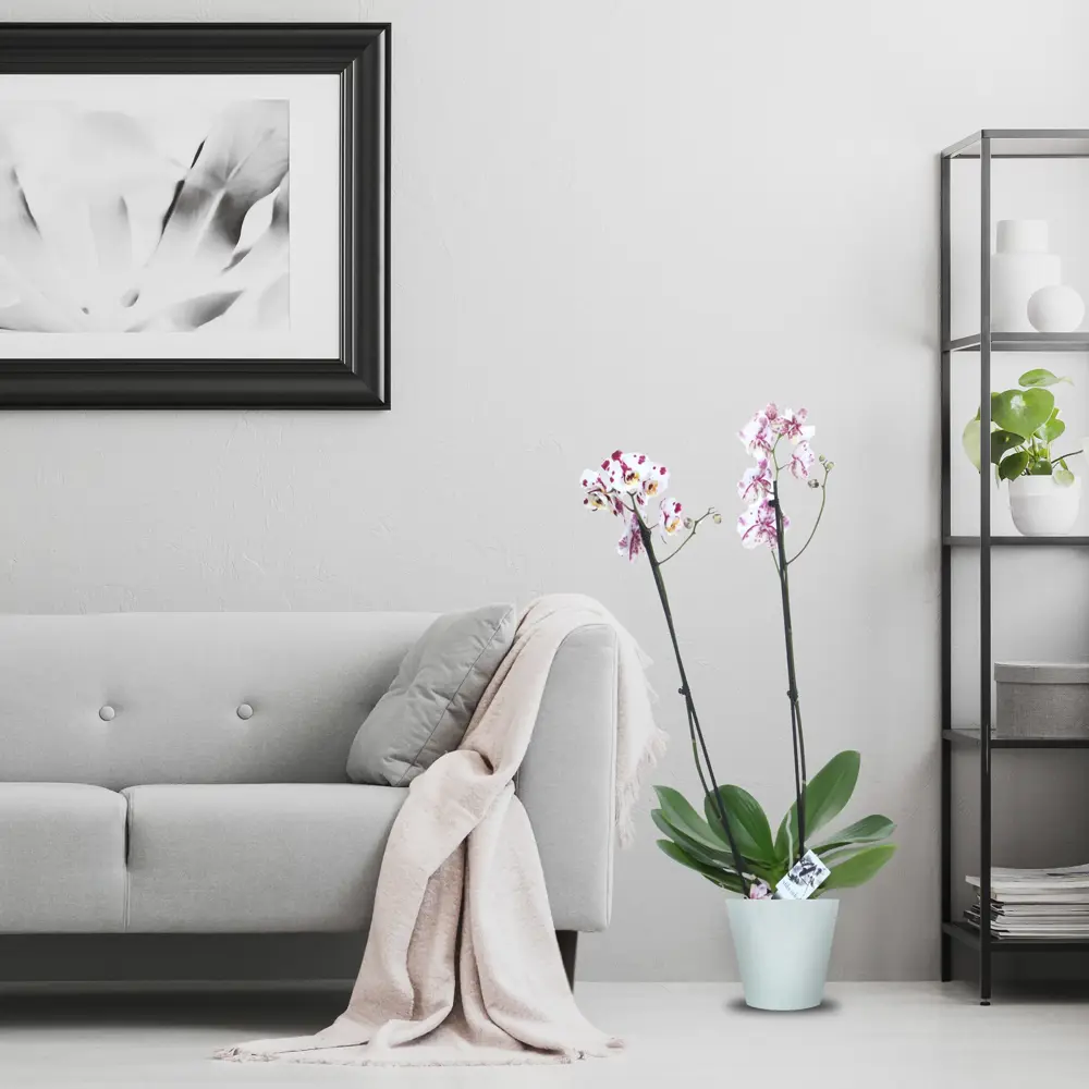 Фото 4 Орхидея Фаленопсис микс 2 стебля ø15 h85 см Центр букетов Фото 4 Орхидея Фаленопсис микс 2 стебля ø15 h85 см Центр букетов