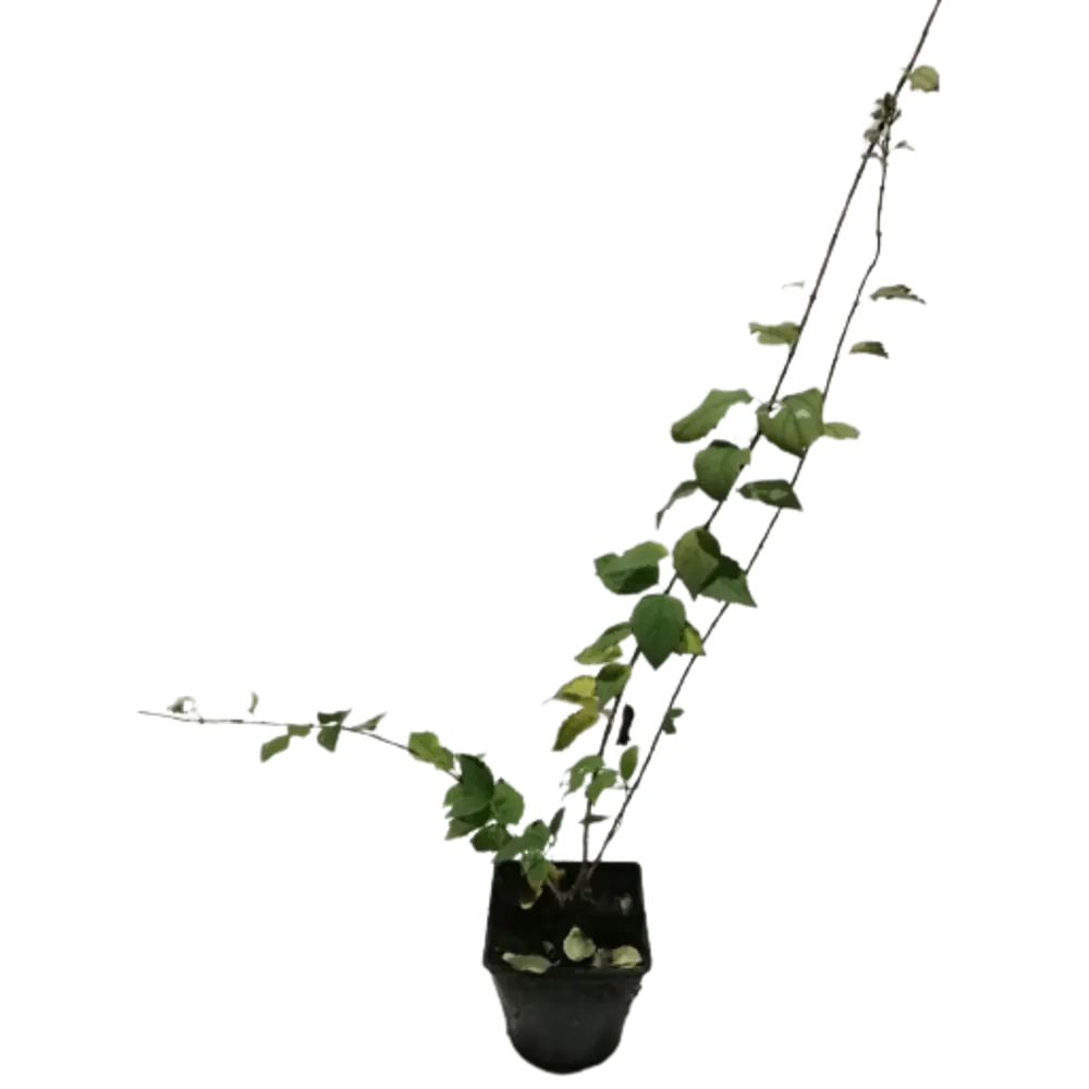 Фото 2 Рассада Жасмин Зоя Космодемьянская С2 h80-100 см Фото 2 Рассада Жасмин Зоя Космодемьянская С2 h80-100 см