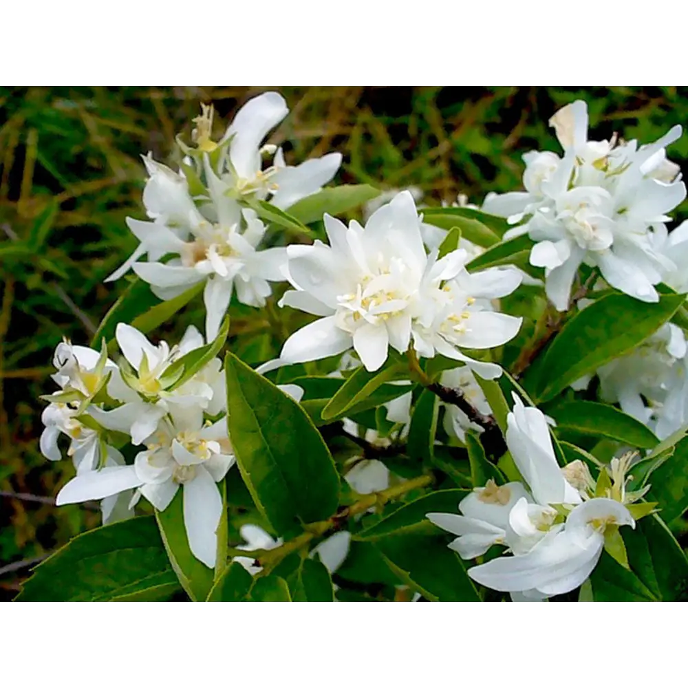 Фото Рассада Жасмин Зоя Космодемьянская С2 h80-100 см Фото Рассада Жасмин Зоя Космодемьянская С2 h80-100 см