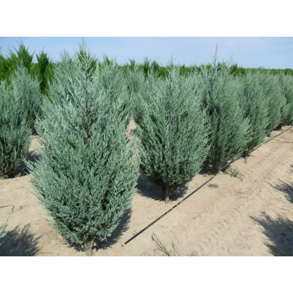 Фото Саженец Можжевельник Мунглоу C3 h20-35 см
