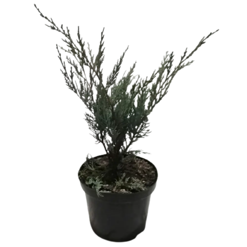 Фото 2 Саженец Можжевельник Мунглоу C3 h20-35 см