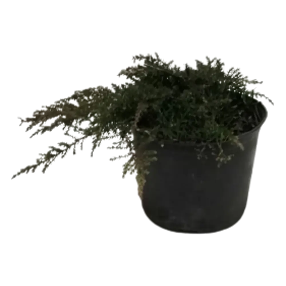 Фото 2 Саженец Можжевельник Грин Мантел C3 h10-20 см