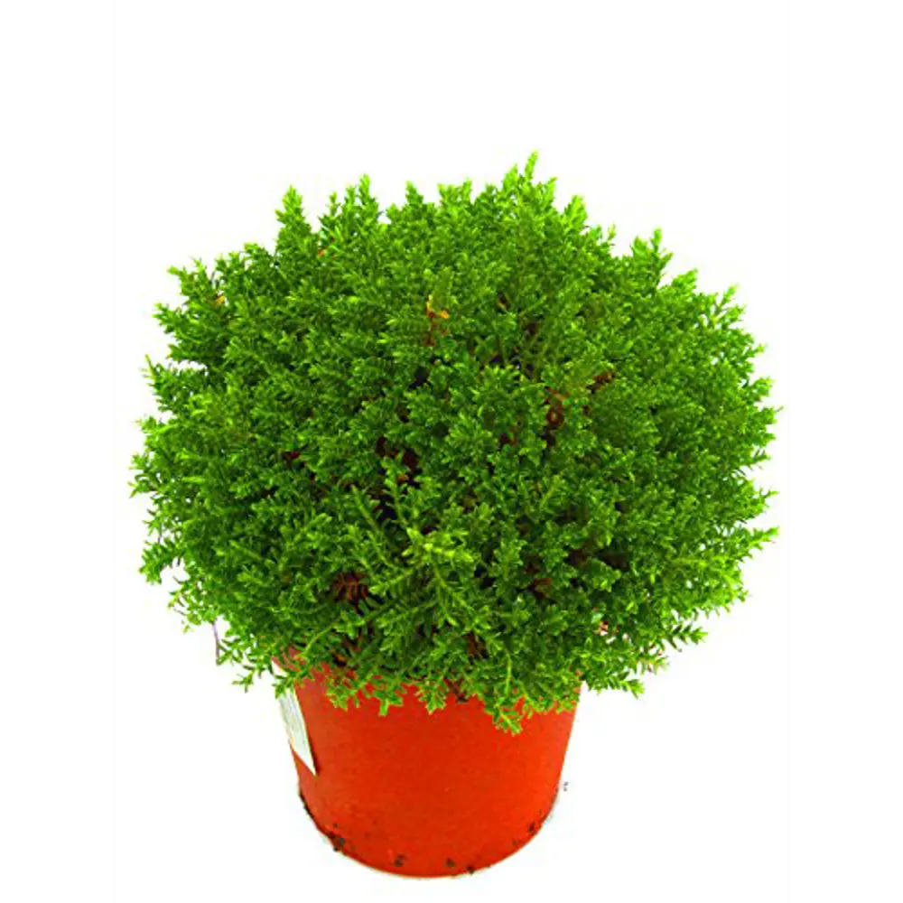 Фото Хебе микс ø9 h12 см Фото Хебе микс ø9 h12 см