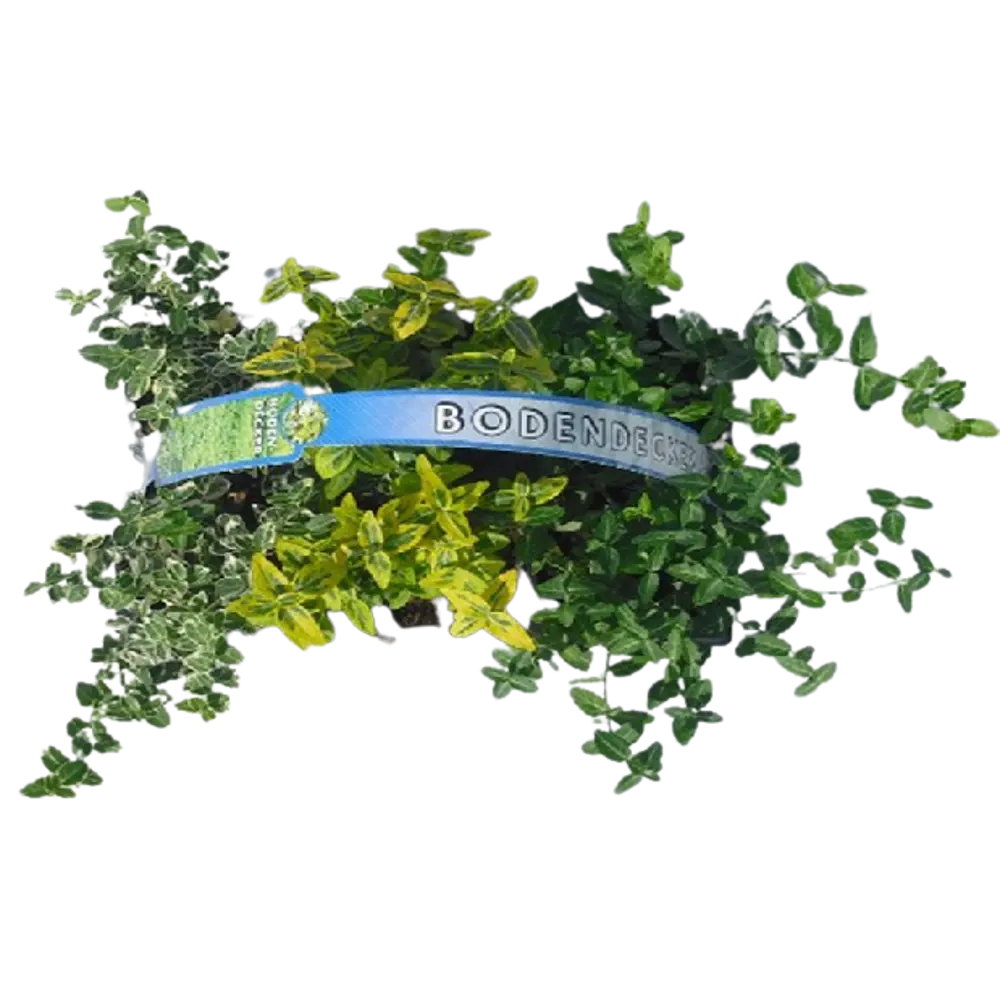 Фото Почвопокровный многолетний микс h8 см 6 шт.