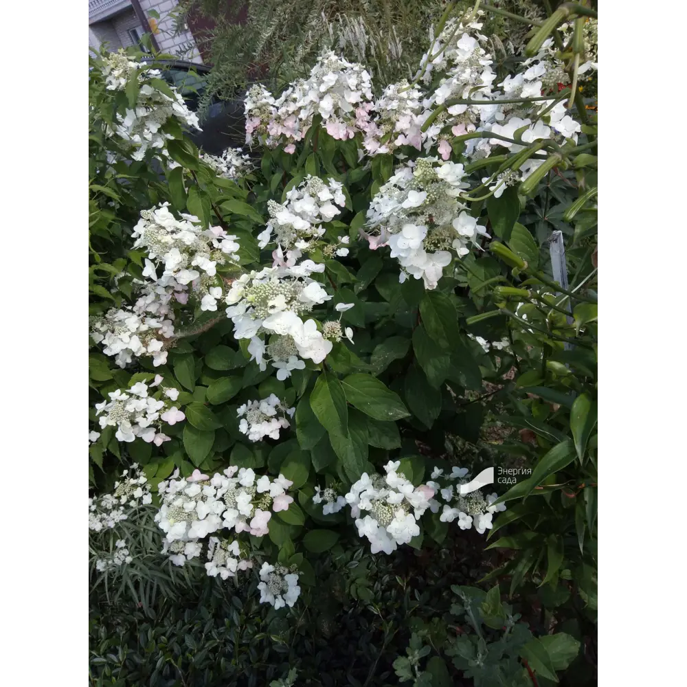 Фото Гортензия метельчатая Прим вайт долприм ø9 h10 см