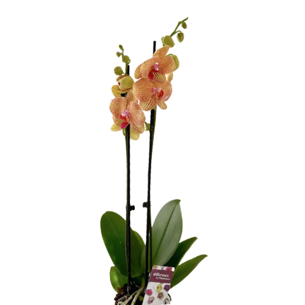 Фото 2 Орхидея Фаленопсис сортовой категория В 2 стебля ø12 h60-75 см Фото 2 Орхидея Фаленопсис сортовой категория В 2 стебля ø12 h60-75 см
