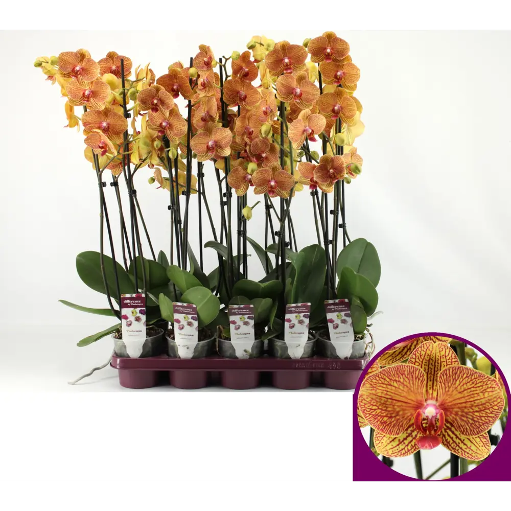 Фото 8 Орхидея Фаленопсис сортовой категория В 2 стебля ø12 h60-75 см Фото 8 Орхидея Фаленопсис сортовой категория В 2 стебля ø12 h60-75 см
