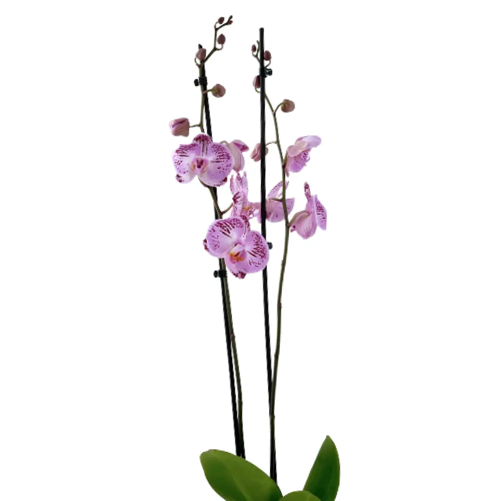 Фото 3 Орхидея Фаленопсис сортовой категория В 2 стебля ø12 h60-75 см Фото 3 Орхидея Фаленопсис сортовой категория В 2 стебля ø12 h60-75 см