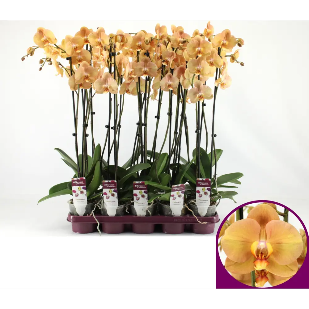 Фото 5 Орхидея Фаленопсис сортовой категория А 2 стебля ø12 h60-75 см Фото 5 Орхидея Фаленопсис сортовой категория А 2 стебля ø12 h60-75 см