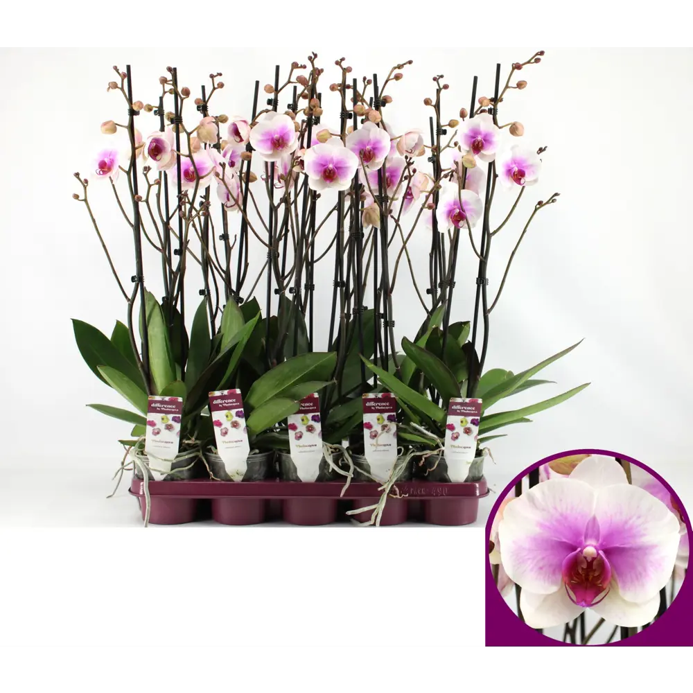 Фото 7 Орхидея Фаленопсис сортовой категория А 2 стебля ø12 h60-75 см Фото 7 Орхидея Фаленопсис сортовой категория А 2 стебля ø12 h60-75 см