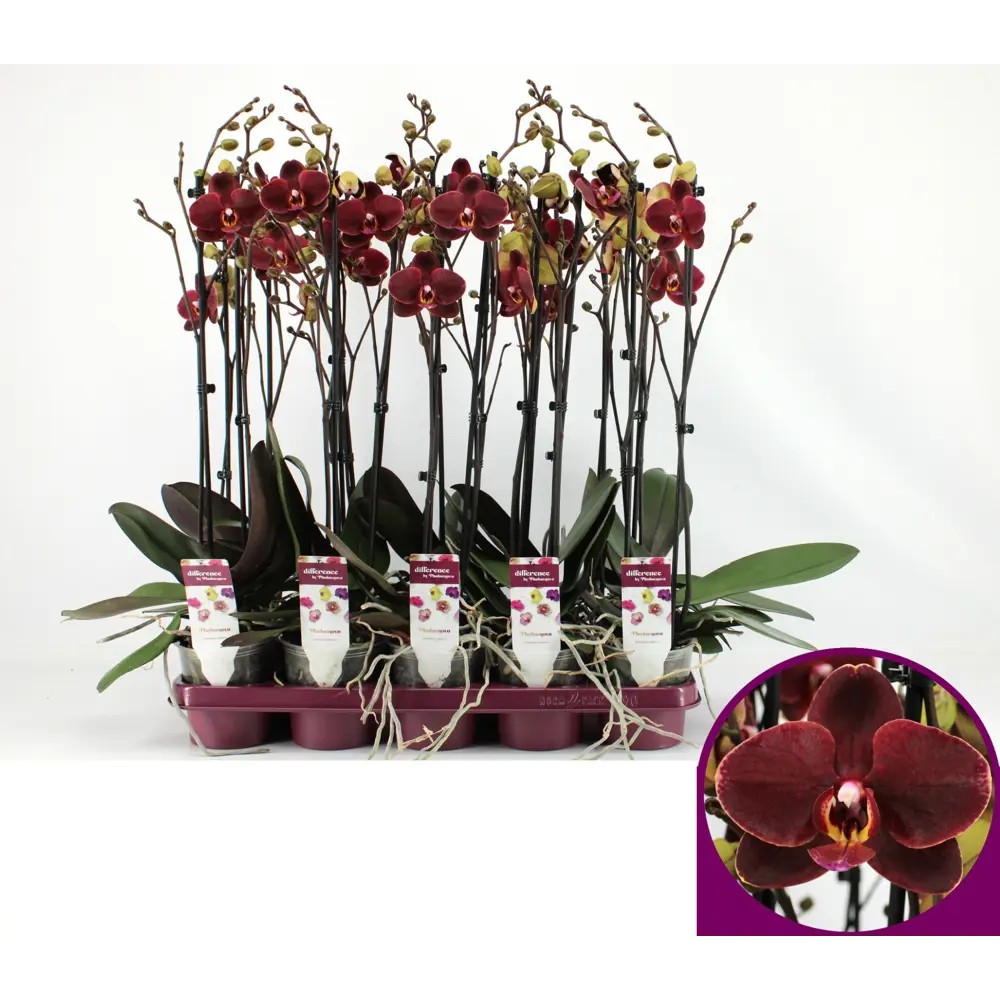 Фото 6 Орхидея Фаленопсис сортовой категория А 2 стебля ø12 h60-75 см Фото 6 Орхидея Фаленопсис сортовой категория А 2 стебля ø12 h60-75 см