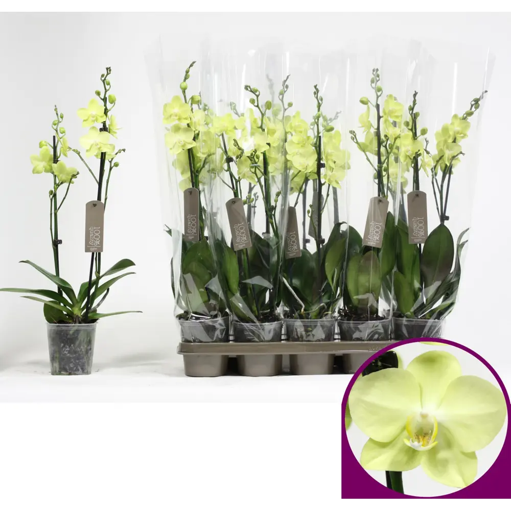 Фото 2 Орхидея Фаленопсис сортовой категория А 2 стебля ø12 h60-75 см Фото 2 Орхидея Фаленопсис сортовой категория А 2 стебля ø12 h60-75 см