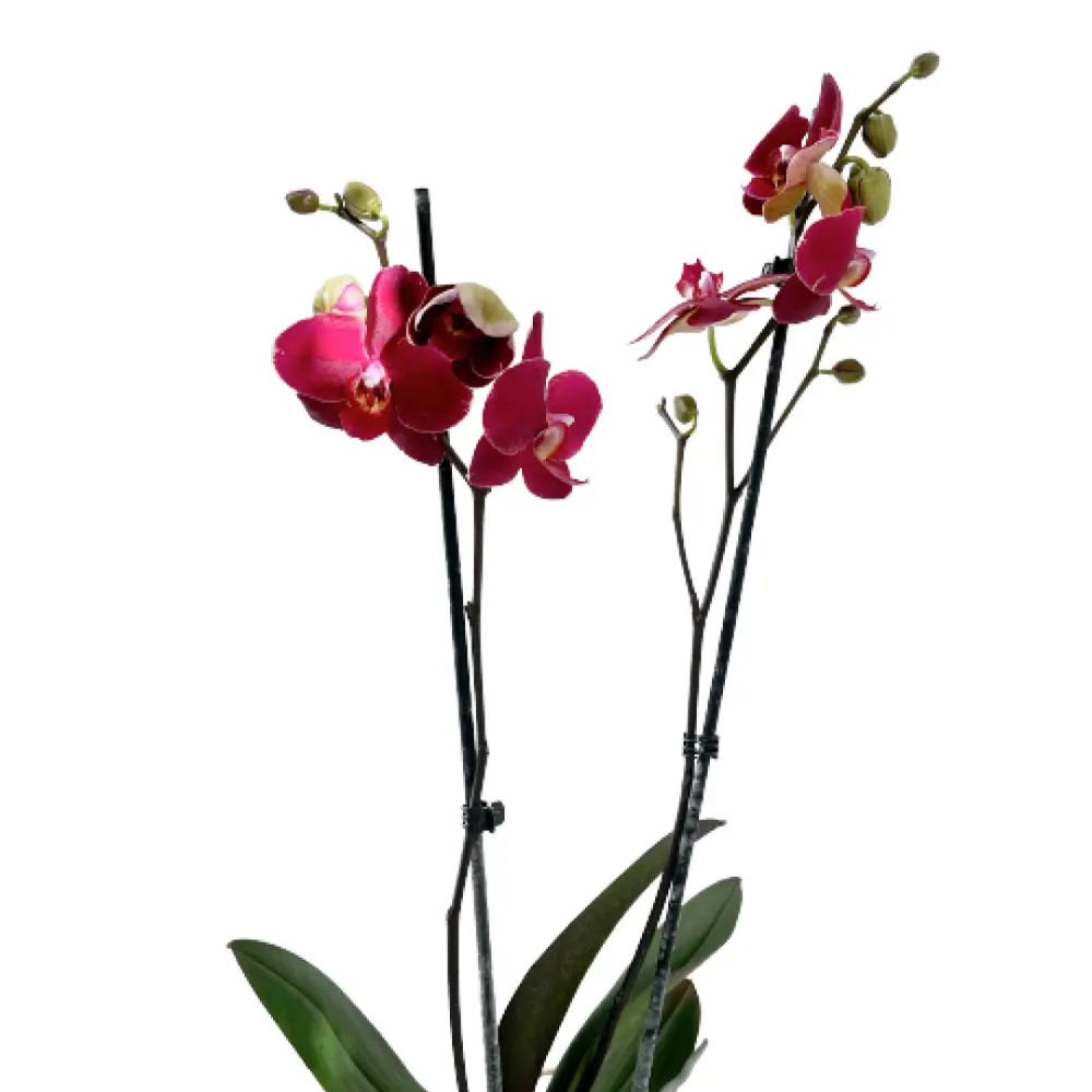 Фото Орхидея Фаленопсис сортовой категория А 2 стебля ø12 h60-75 см Фото Орхидея Фаленопсис сортовой категория А 2 стебля ø12 h60-75 см