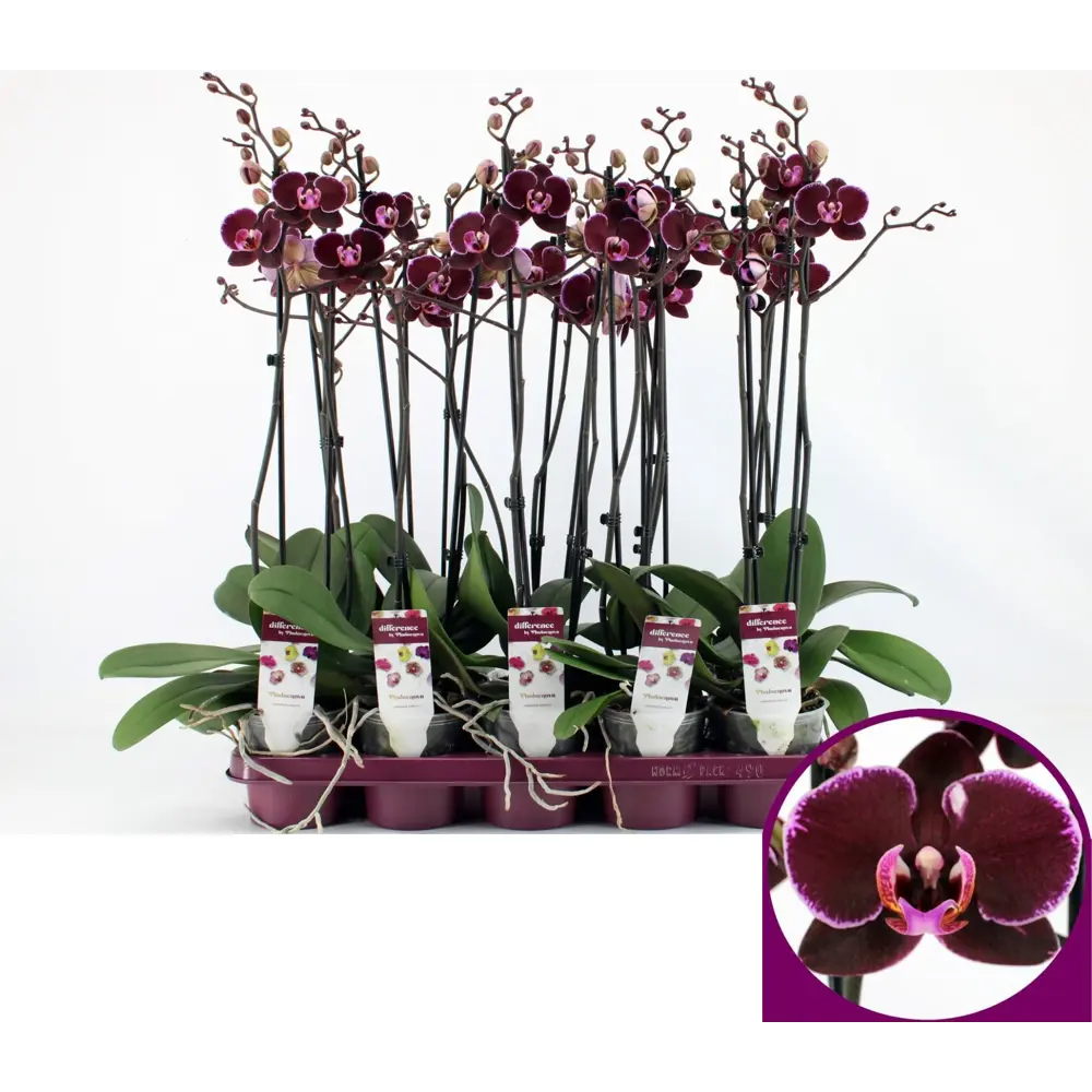 Фото 3 Орхидея Фаленопсис сортовой категория А 2 стебля ø12 h60-75 см Фото 3 Орхидея Фаленопсис сортовой категория А 2 стебля ø12 h60-75 см