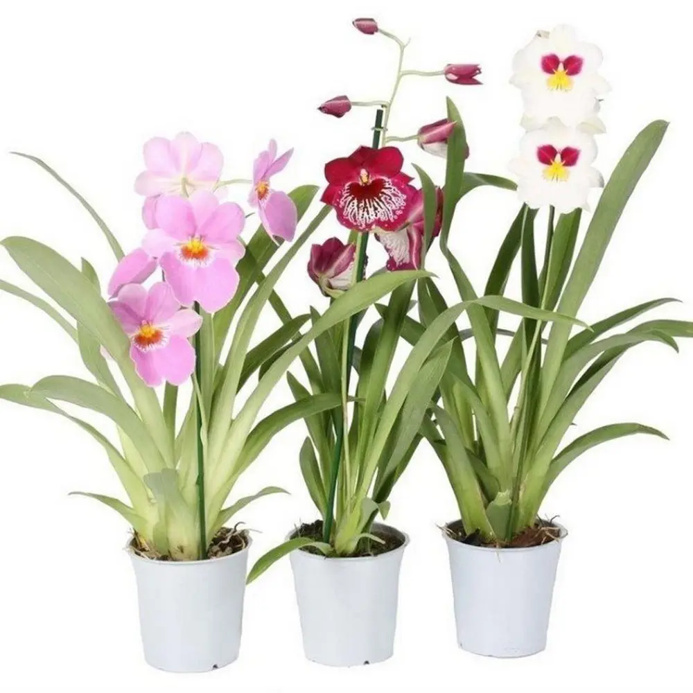 Фото Орхидея Милтония микс d12 h50 см Фото Орхидея Милтония микс d12 h50 см