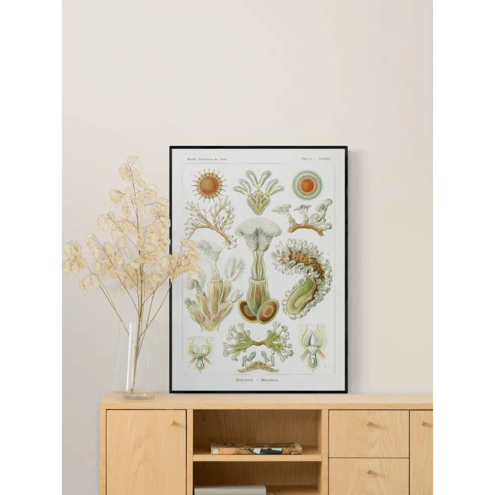 Фото Плакат ПростоПостер Мшанки - Bryozoa 50x70 в подарочном тубусе без рамы Фото Плакат ПростоПостер Мшанки - Bryozoa 50x70 в подарочном тубусе без рамы