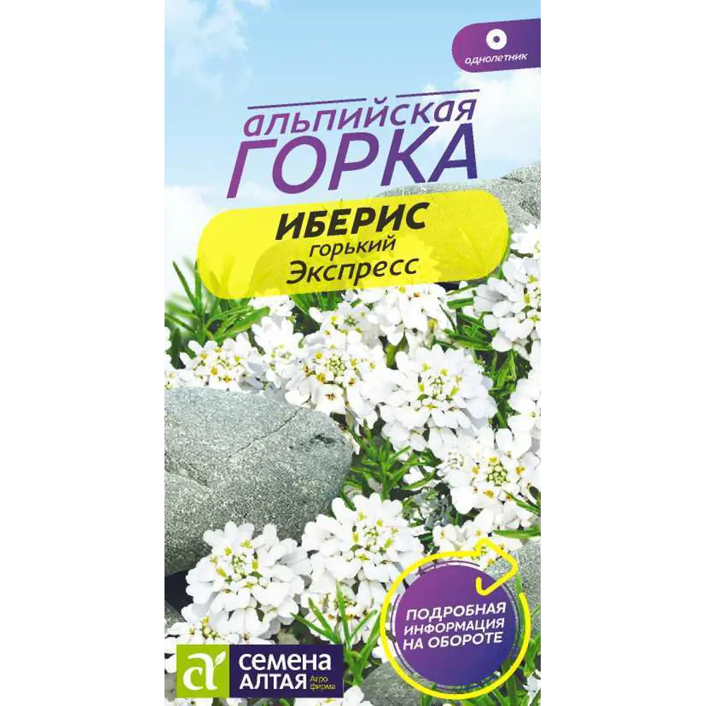 Фото Иберис Экспресс Гиацинтовый