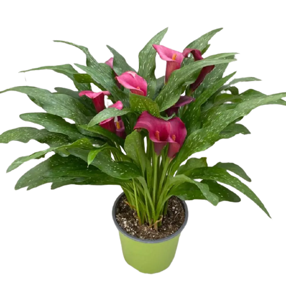 Фото Рассада Калла ø13 h 55 см