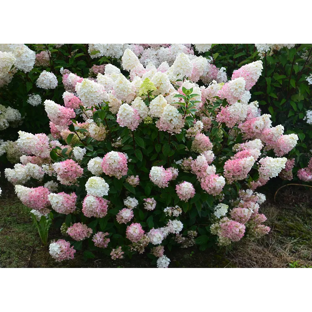 Фото Гортензия метельчатая Сандей фрайз v7.5 л h20 - 30 см Фото Гортензия метельчатая Сандей фрайз v7.5 л h20 - 30 см