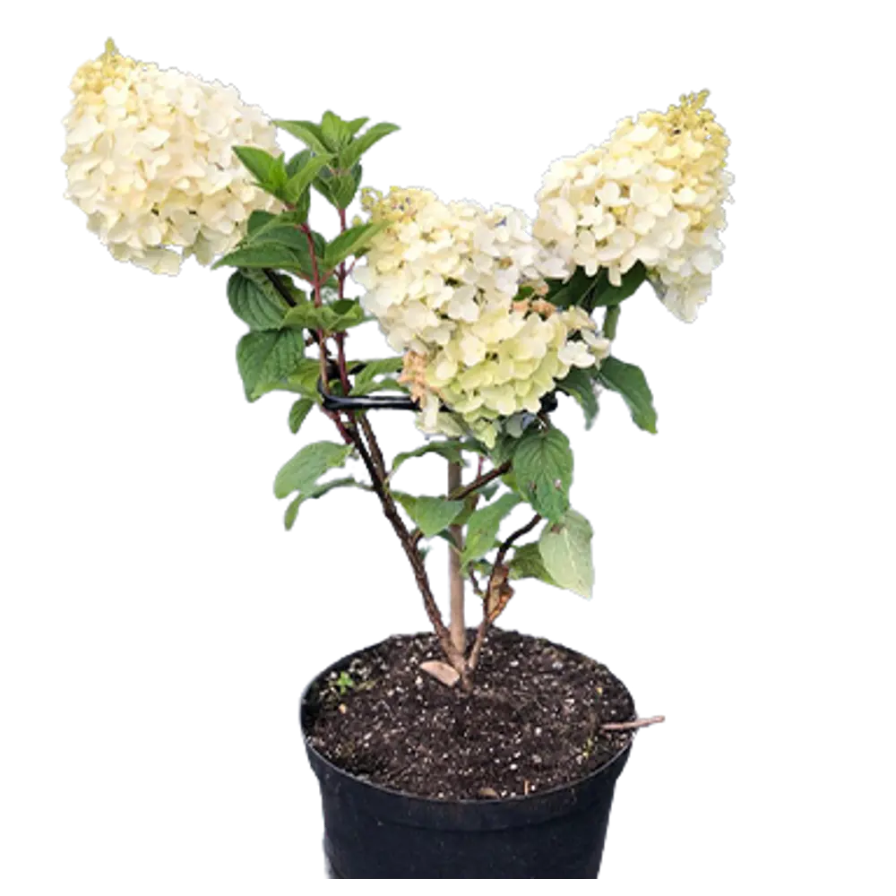 Фото Гортензия метельчатая Сильвер доллар v7.5 л h20 - 30 см Фото Гортензия метельчатая Сильвер доллар v7.5 л h20 - 30 см