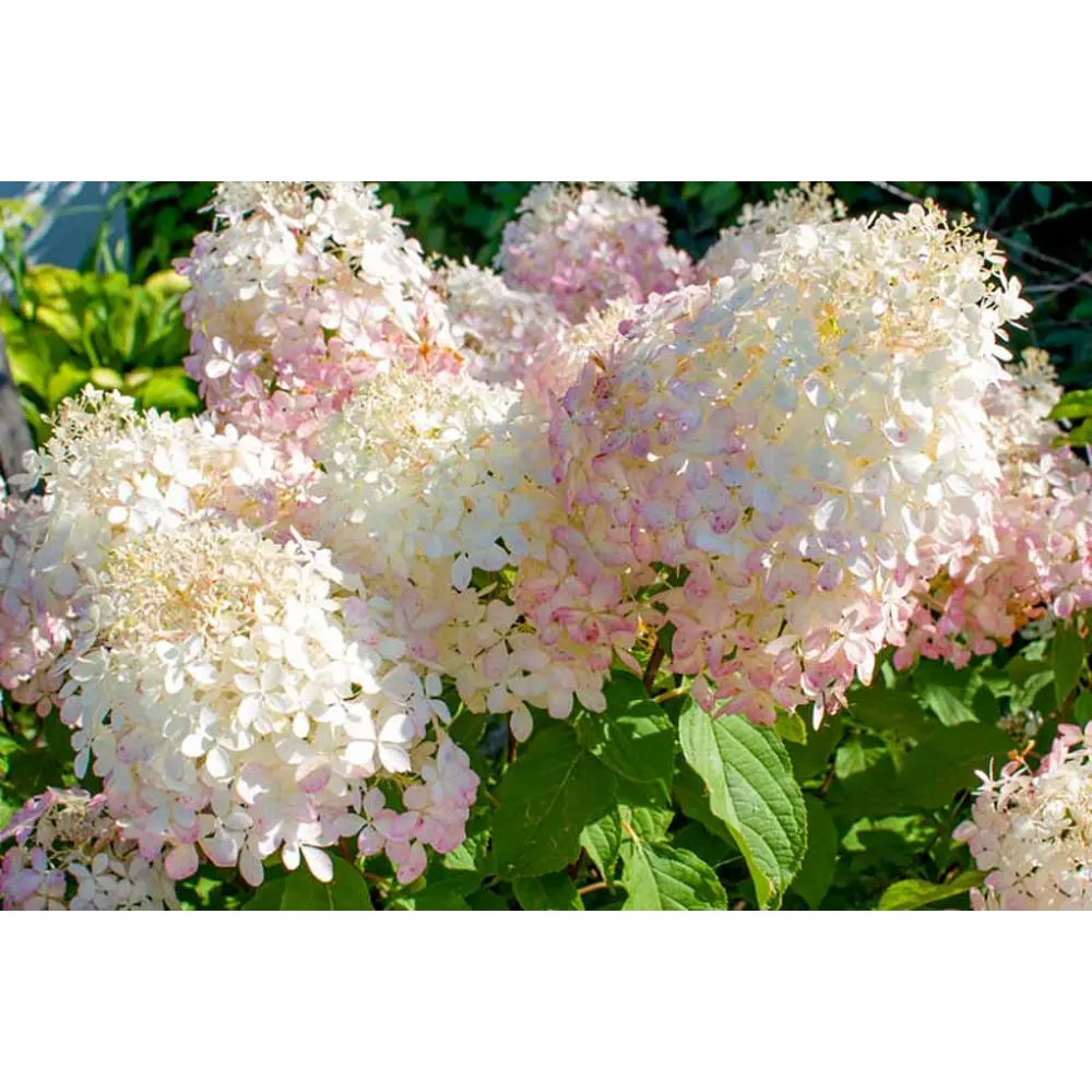 Фото Гортензия метельчатая Фантом v7.5 л h20 - 30 см Фото Гортензия метельчатая Фантом v7.5 л h20 - 30 см