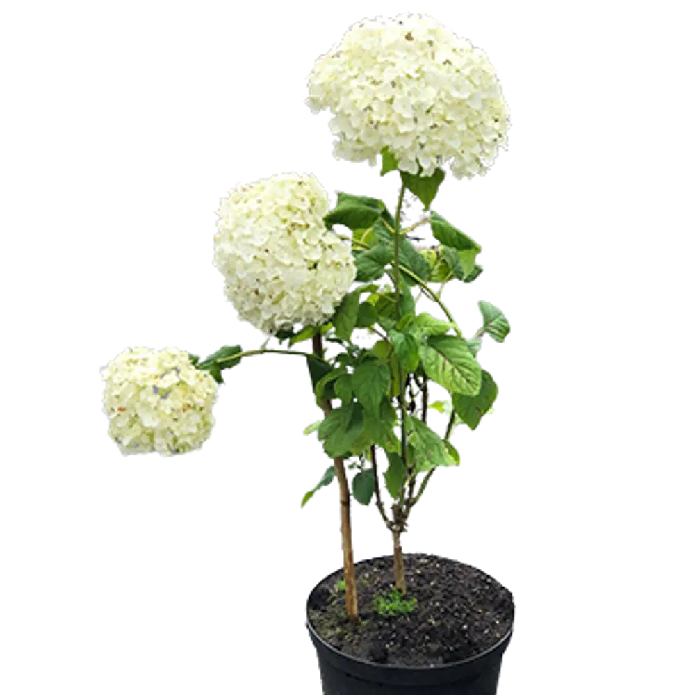 Фото Гортензия древовидная Аннабель v10 л h20 - 40 см