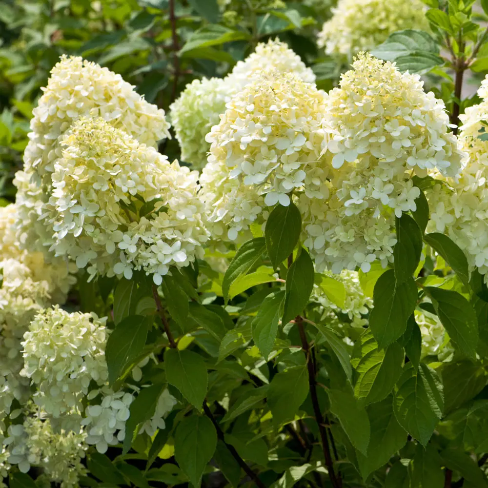 Фото Гортензия метельчатая Лаймлайт v7.5 л h20 - 30 см Фото Гортензия метельчатая Лаймлайт v7.5 л h20 - 30 см