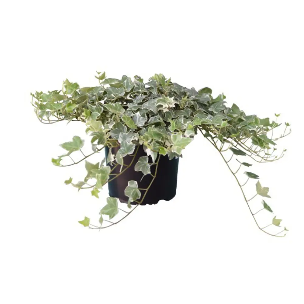 Фото Хедера микс ø12 h35 см Фото Хедера микс ø12 h35 см