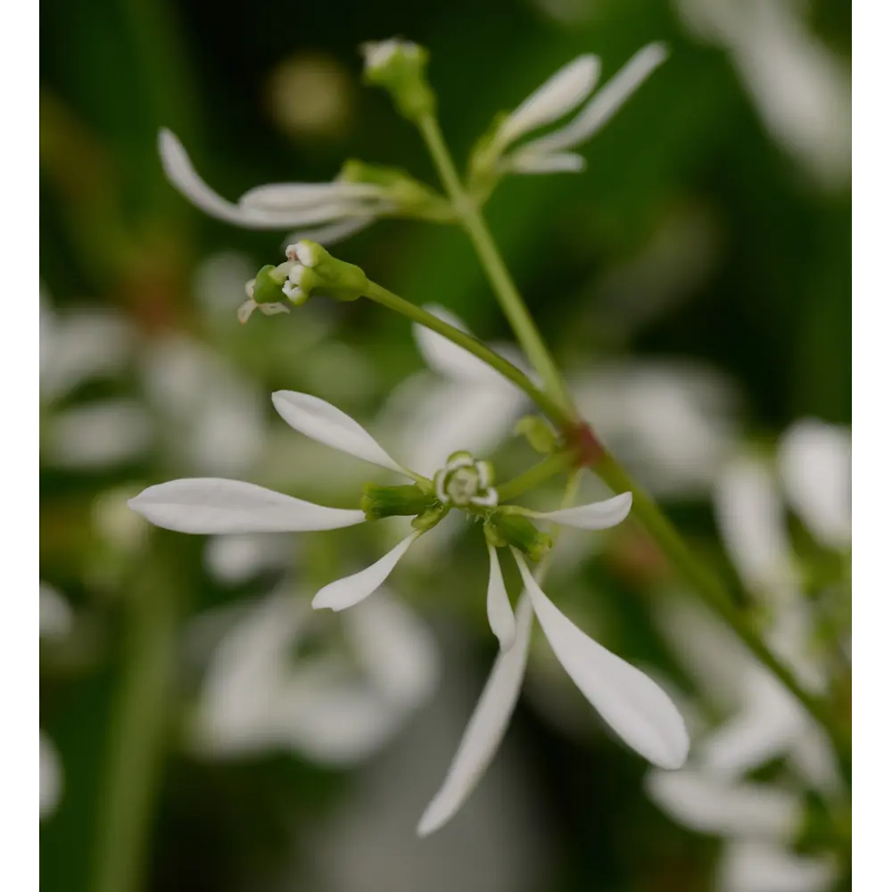 Фото Эуфорбия Глитц h20 см кассета 4 шт.