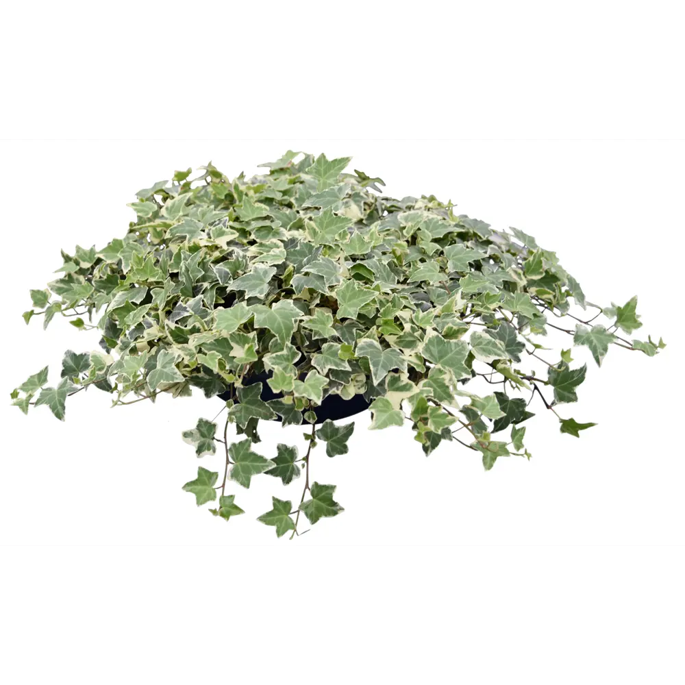 Фото Хедера микс ø19 h45 см Фото Хедера микс ø19 h45 см