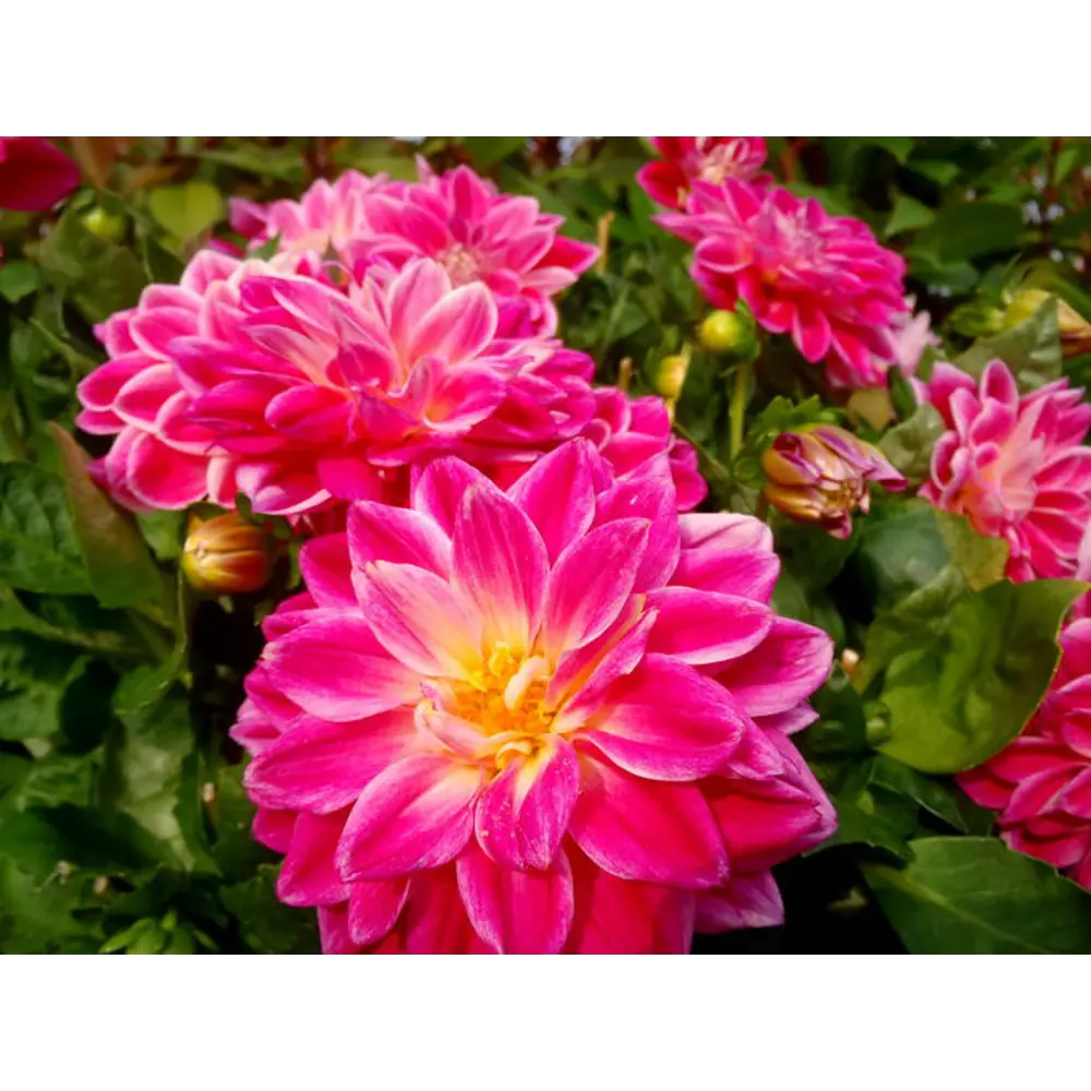 Фото 2 Георгина бордюрная Блюзетт 1 шт. Фото 2 Георгина бордюрная Блюзетт 1 шт.