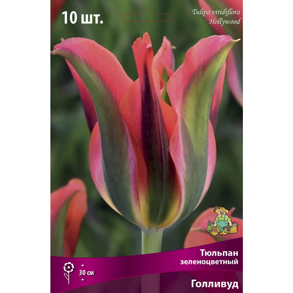 Фото Тюльпан зеленоцветный Голливуд луковица 11/12, 10 шт. Фото Тюльпан зеленоцветный Голливуд луковица 11/12, 10 шт.