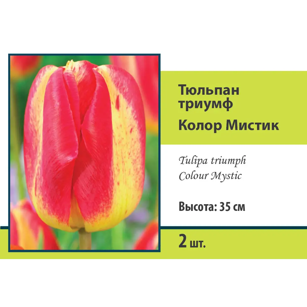 Фото Тюльпан Триумф Колор мистик луковица 10/11, 2 шт. Фото Тюльпан Триумф Колор мистик луковица 10/11, 2 шт.