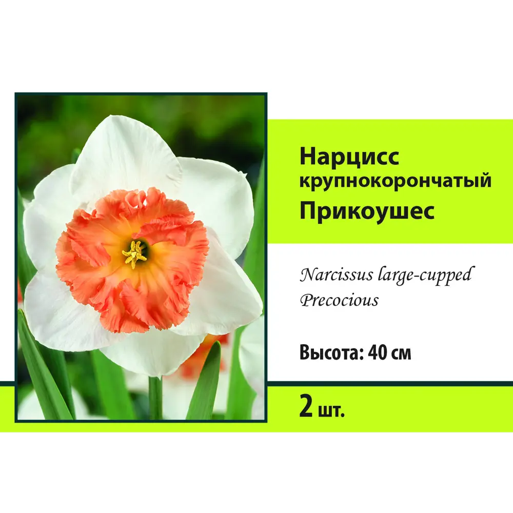 Фото Нарцисс крупнокорончатый Прикоушес луковица 10/12, 2 шт. Фото Нарцисс крупнокорончатый Прикоушес луковица 10/12, 2 шт.