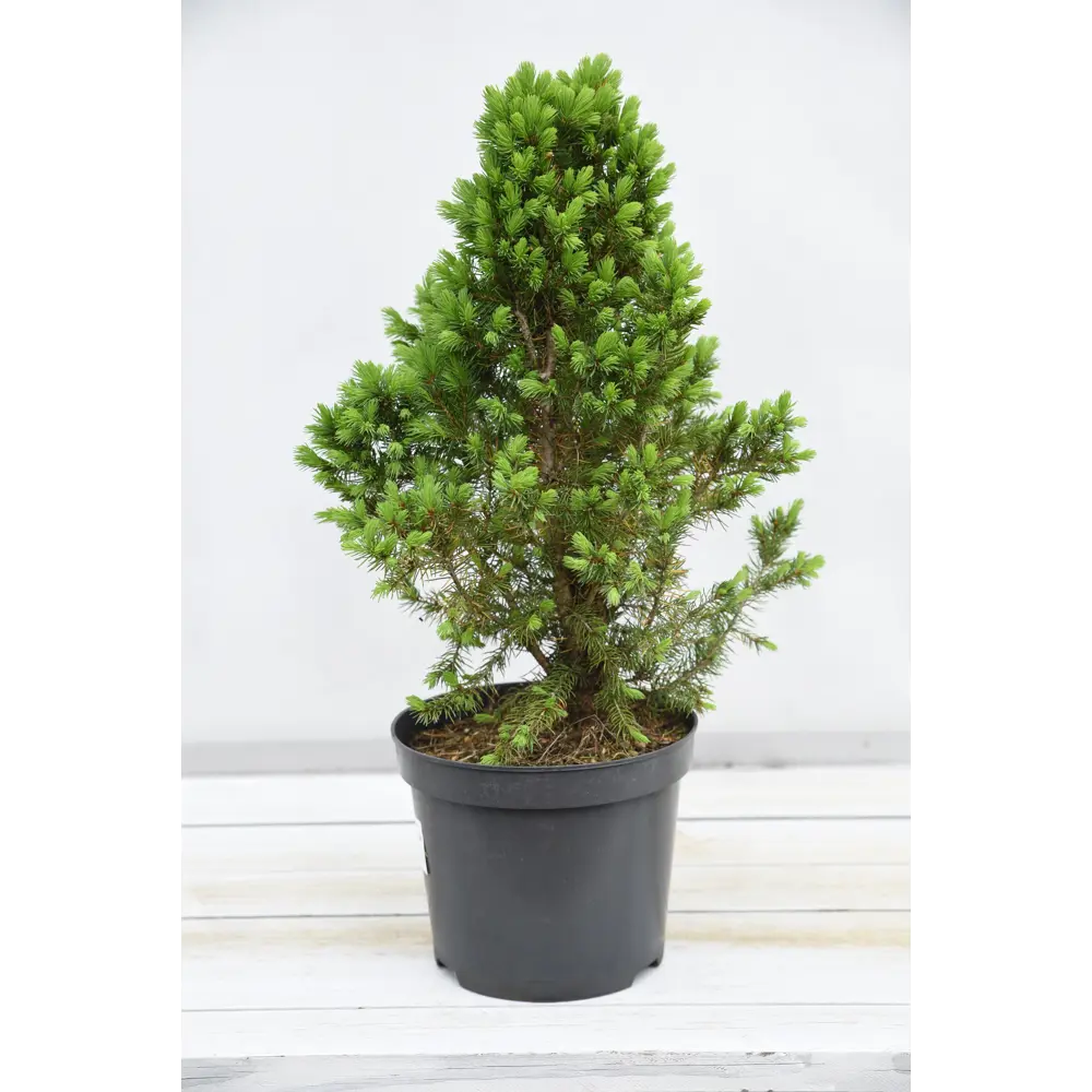 Фото Ель канадская Коника спиди ø10 h30 - 40 см Фото Ель канадская Коника спиди ø10 h30 - 40 см