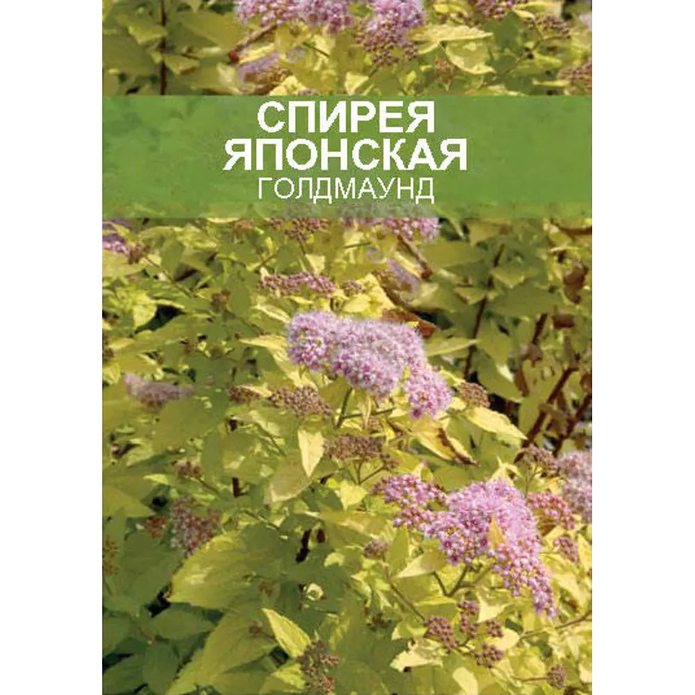 Фото Спирея Голдмаунд ø15 h35 см Фото Спирея Голдмаунд ø15 h35 см